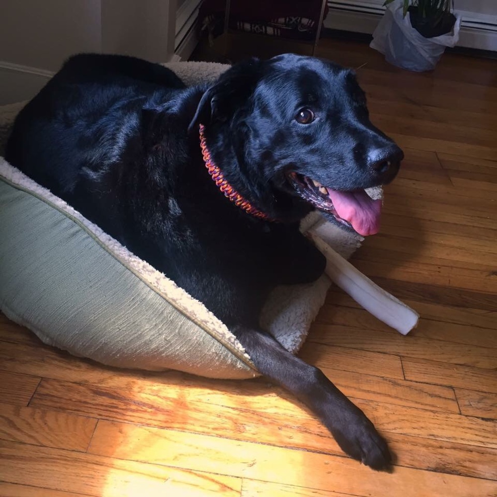 Pet collars - Picture 4 of 5